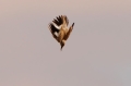 Witbandleeuwerik 3